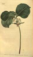 Imagem de Trillium cernuum L.