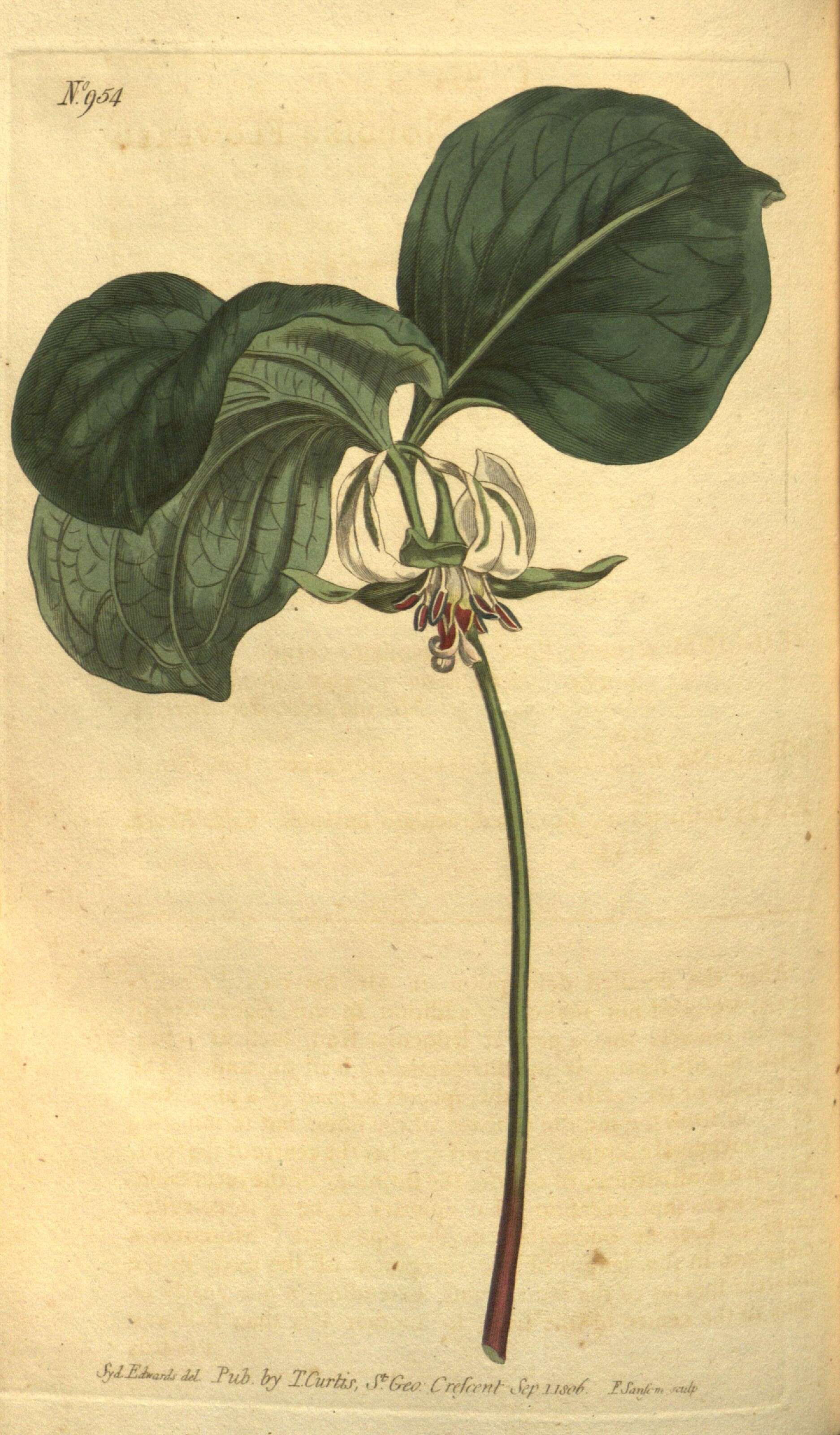 Image of Nodding Trillium