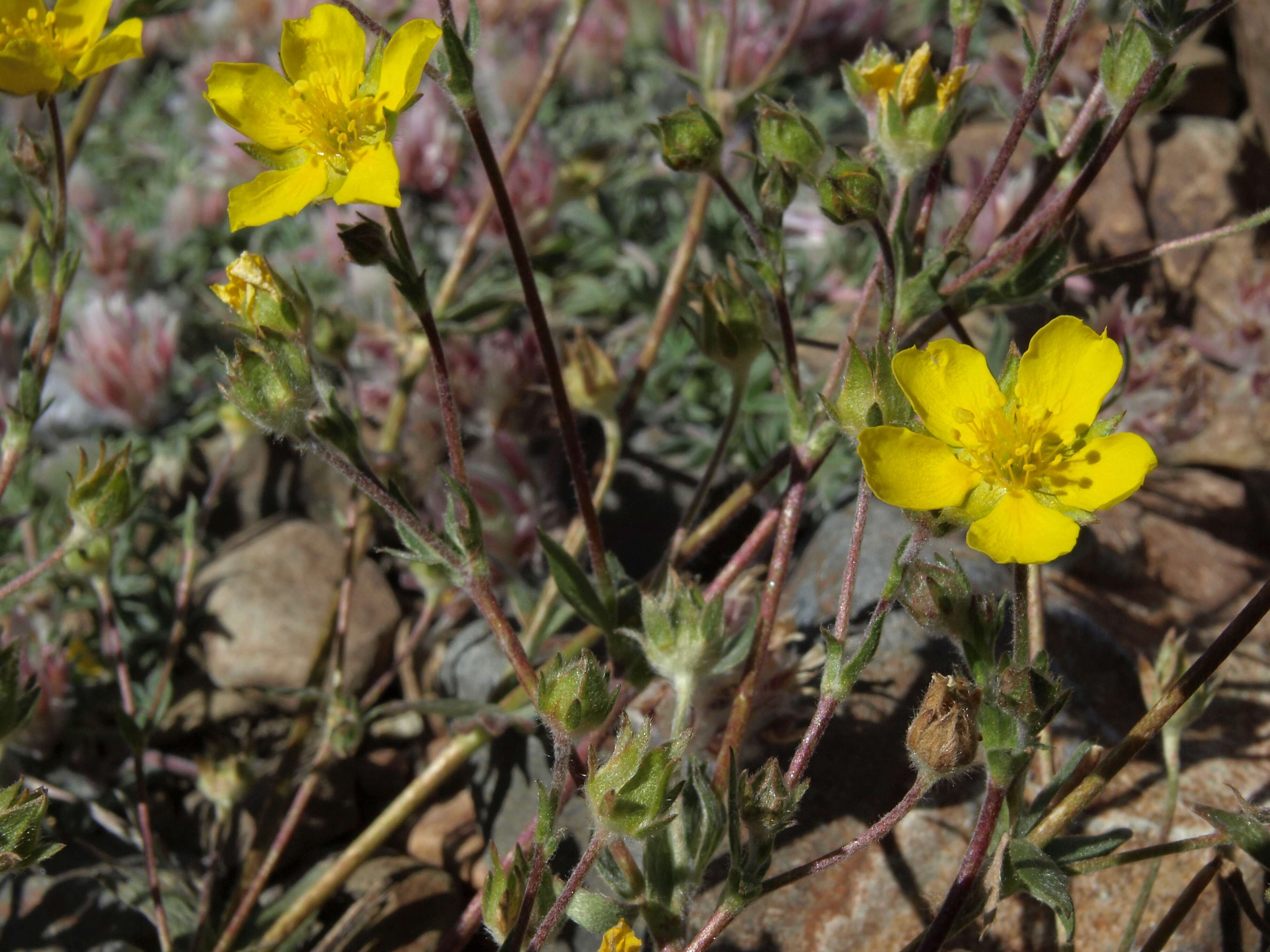 Image of Drummond's cinquefoil