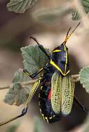 Image of lubber grasshoppers