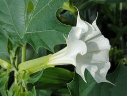 Image de Datura