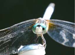 Image of Blue Dasher