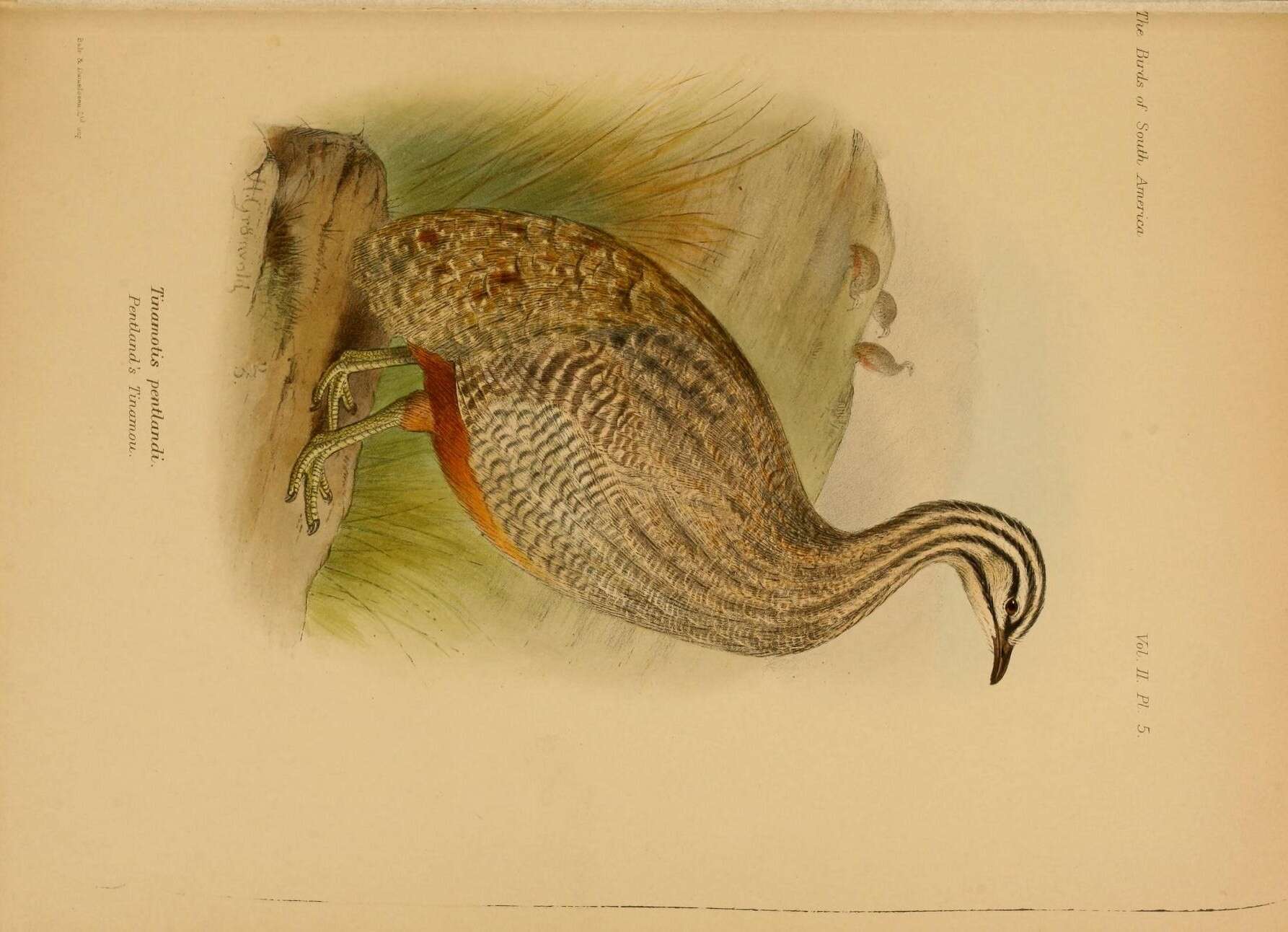 Tinamotis Vigors 1837的圖片