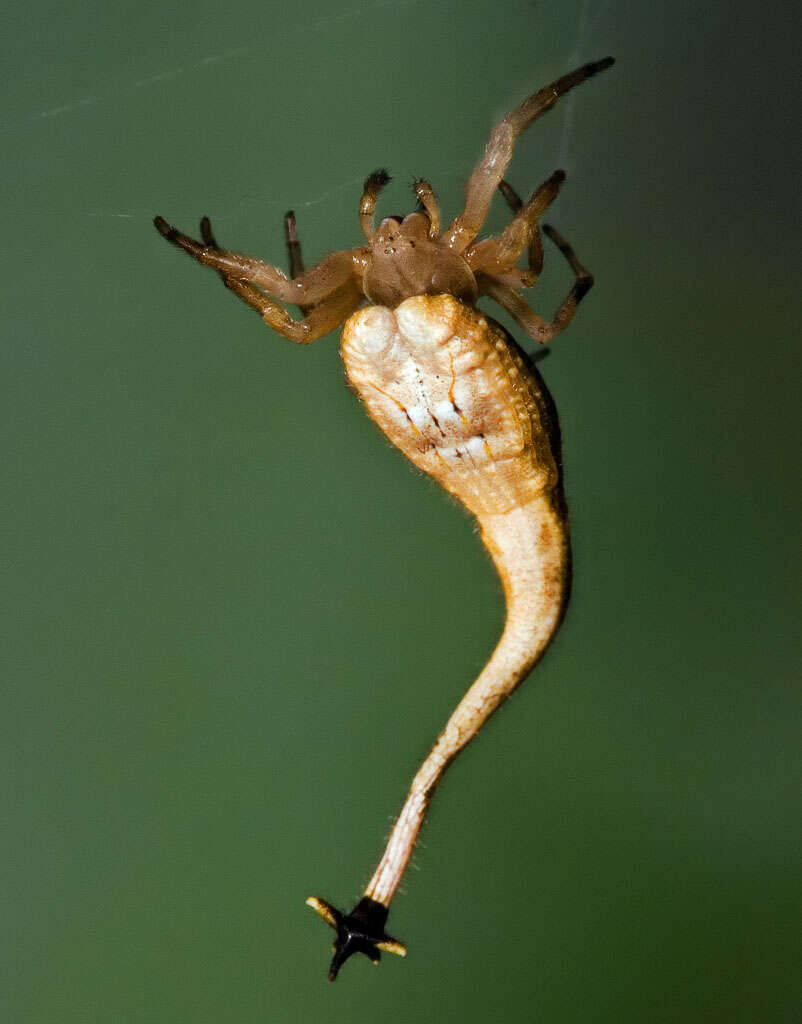 Image of Scorpion Tailed Spider