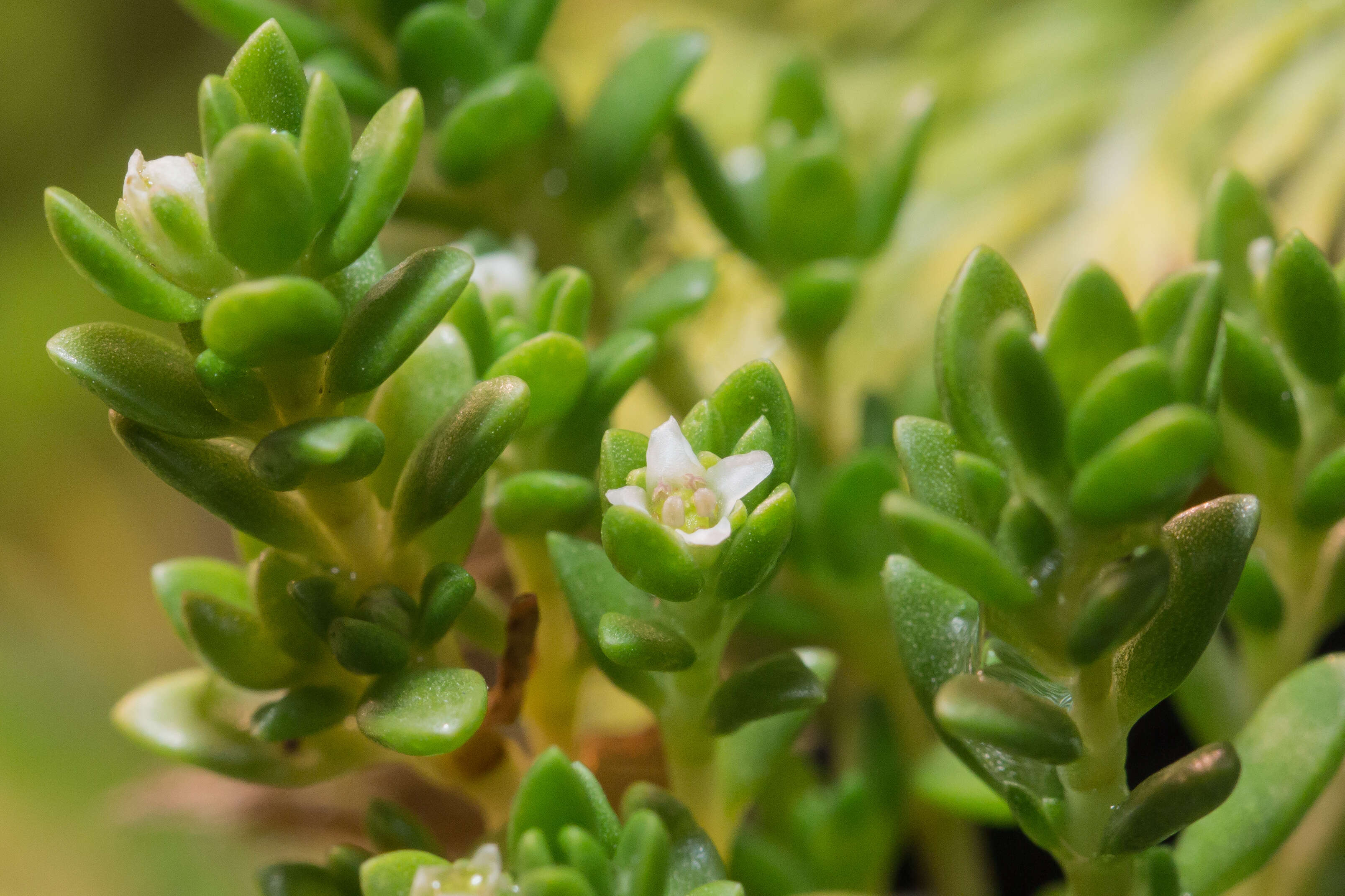 Image of Crassula moschata Forst.