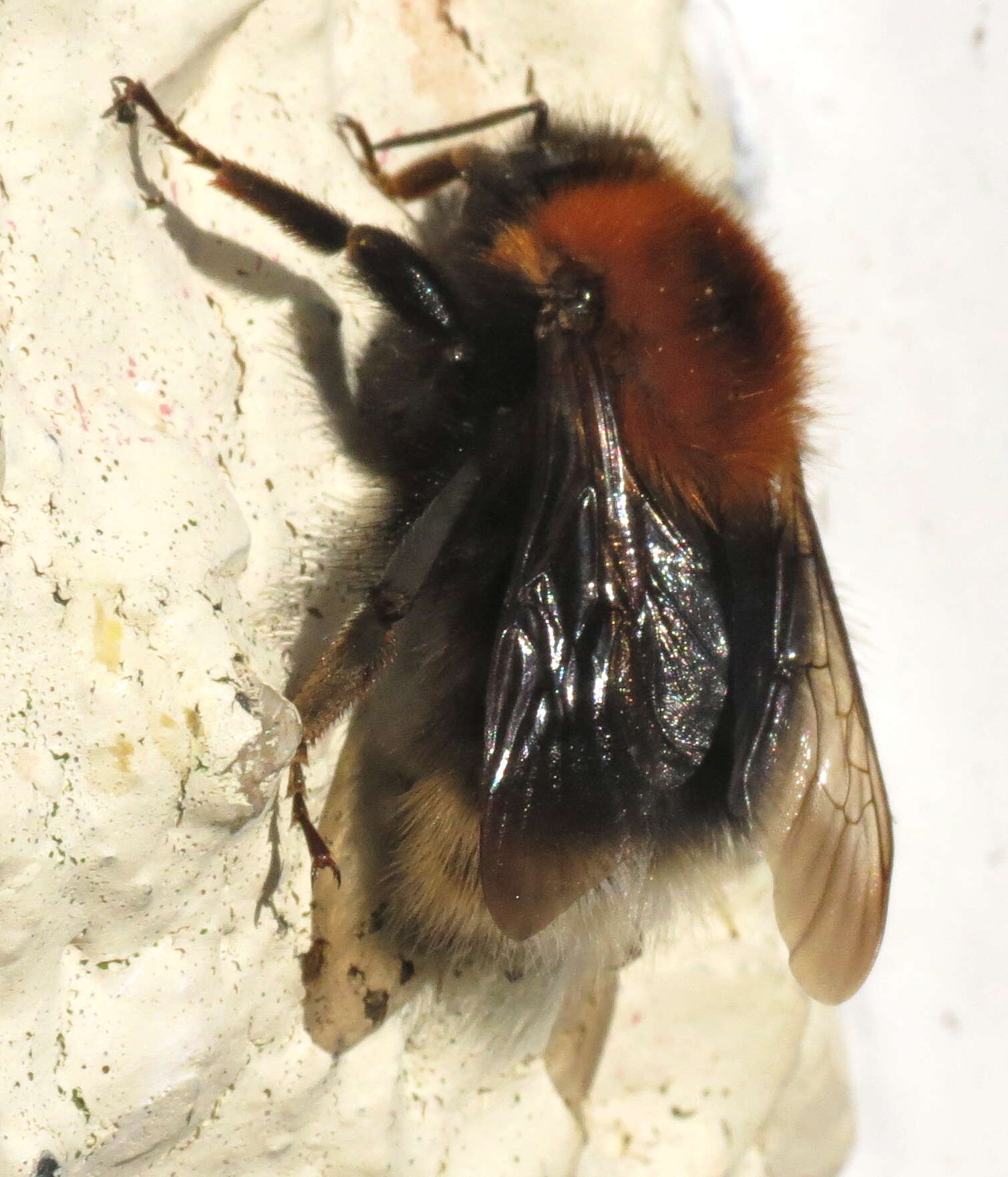 Image of Bombus hypnorum (Linnaeus 1758)