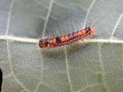 Image of Dagger Moths