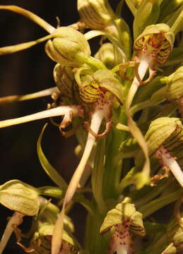 Image of Himantoglossum