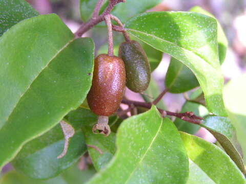 Image of Elaeagnus triflora Roxb.