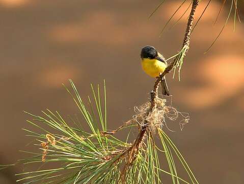 Image of Common Tody-Flycatcher