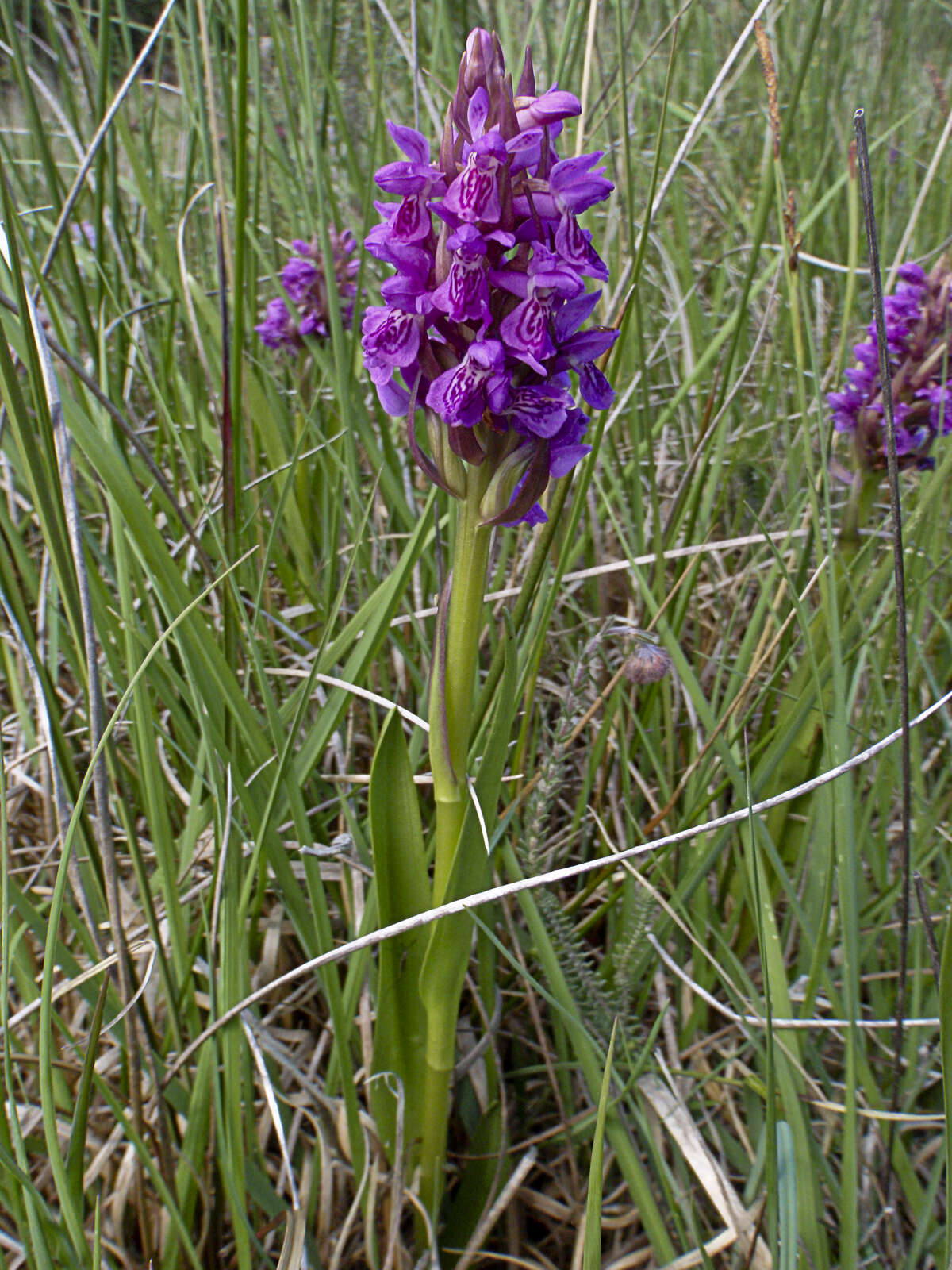 Dactylorhiza incarnata (L.) Soó resmi