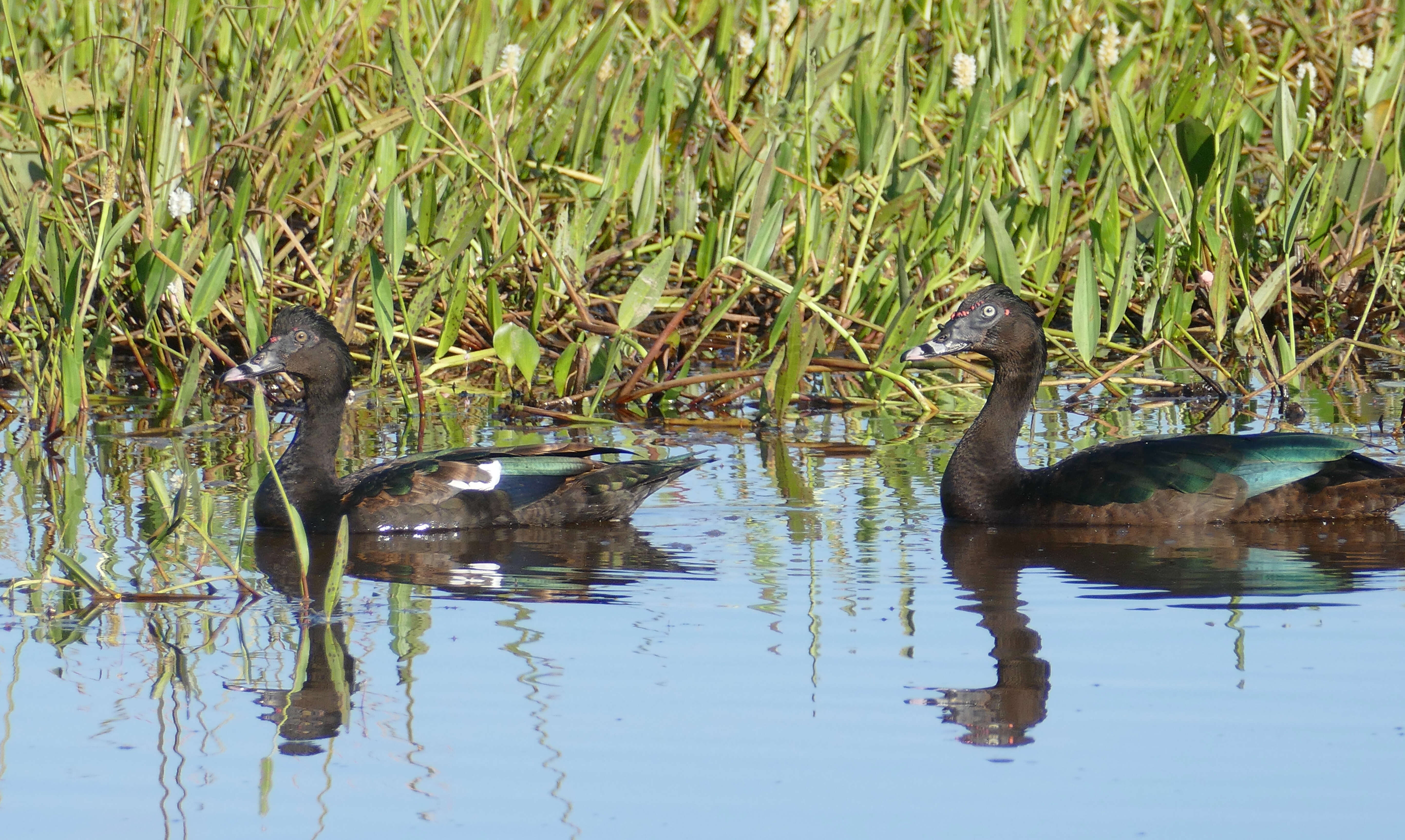 Image of Cairina Fleming & J 1822