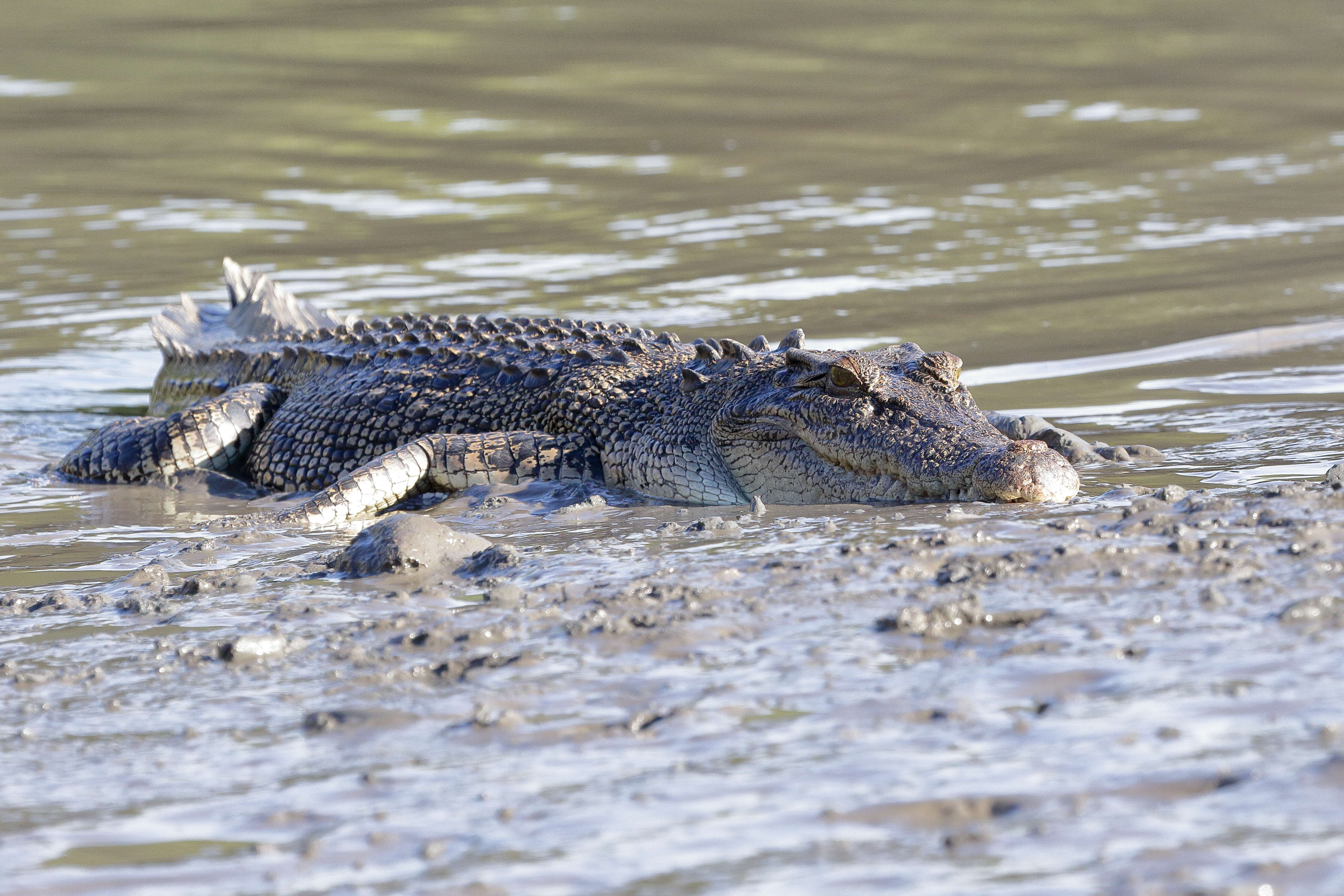 Image of crocodiles