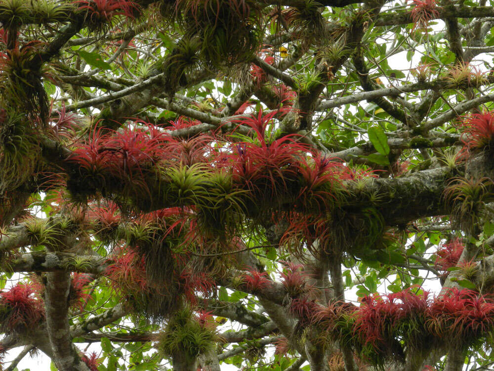 Imagem de Tillandsia brachycaulos Schltdl.