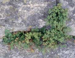 Image of Wall-rue