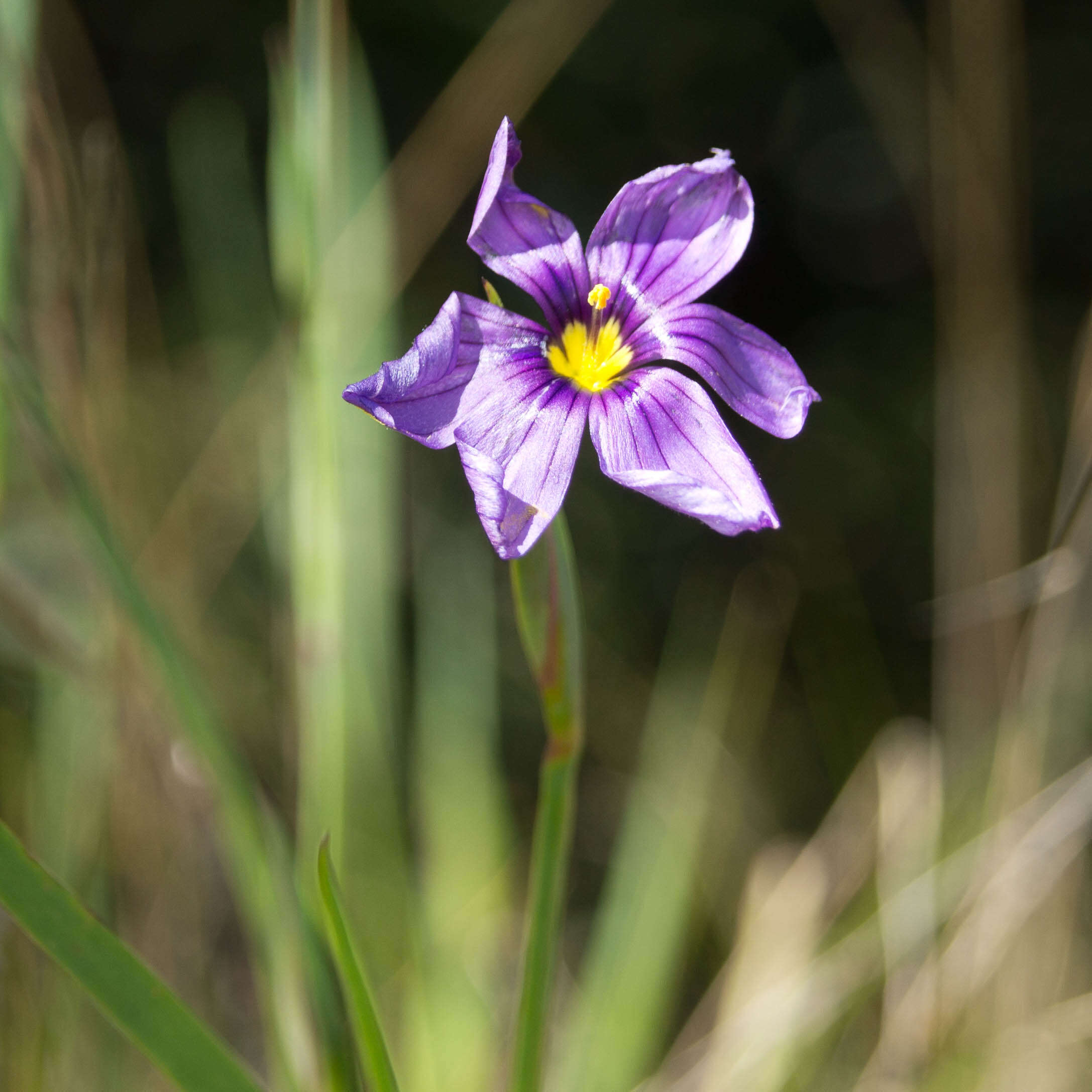 Image of Blue-eyed grass
