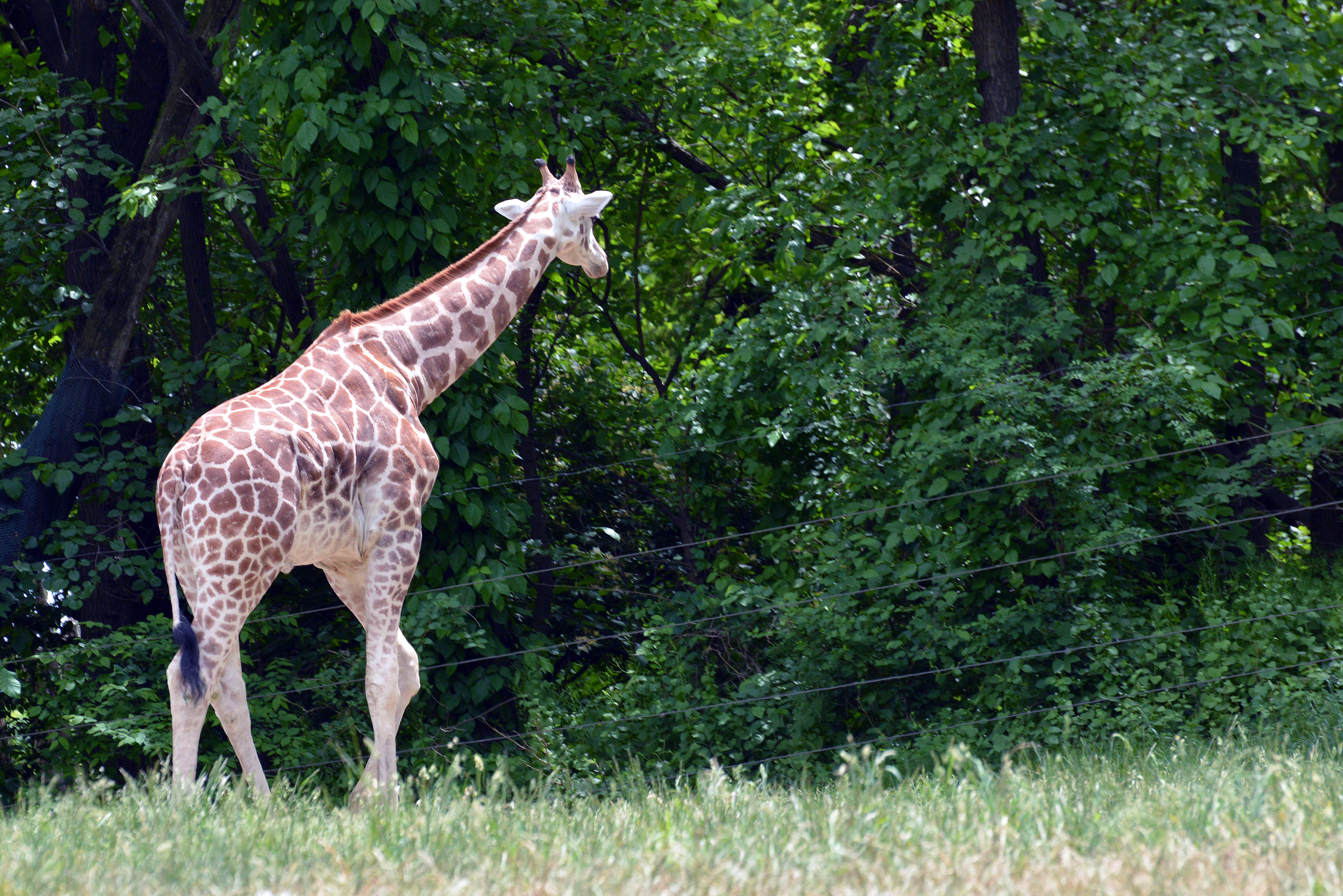 Image of Giraffe