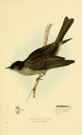 Image of Pewee