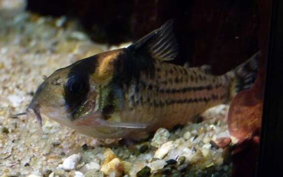 Image of Corydoras surinamensis Nijssen 1970