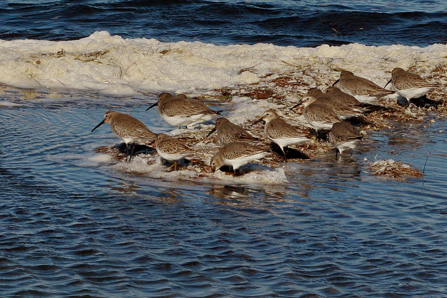 Image of Calidris Merrem 1804