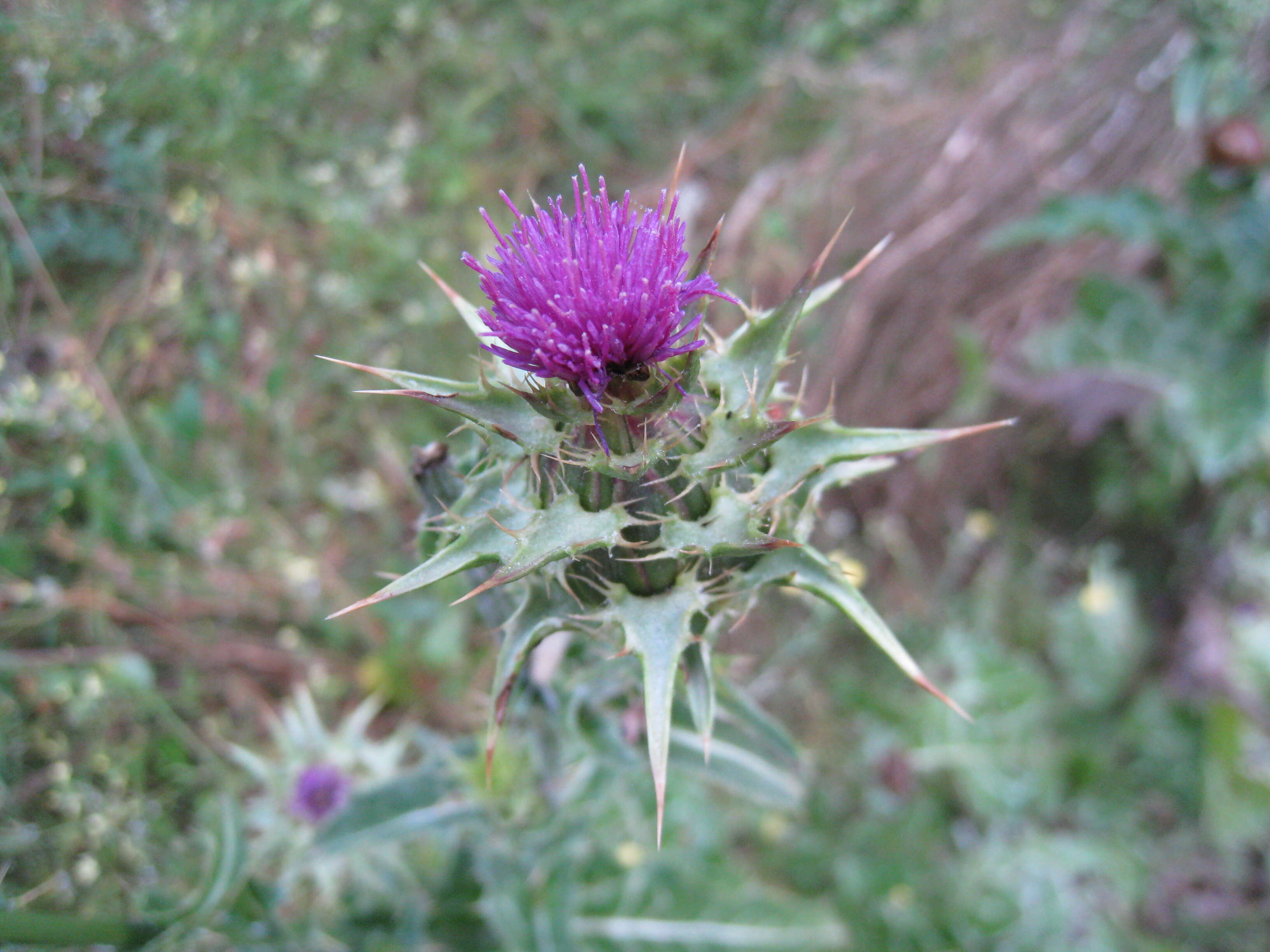 Image of Milk thistle