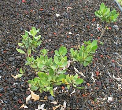 Image de Scaevola kilaueae Degener