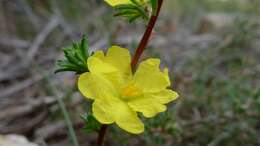 Image of Hibbertia fasciculata R. Br. ex DC.