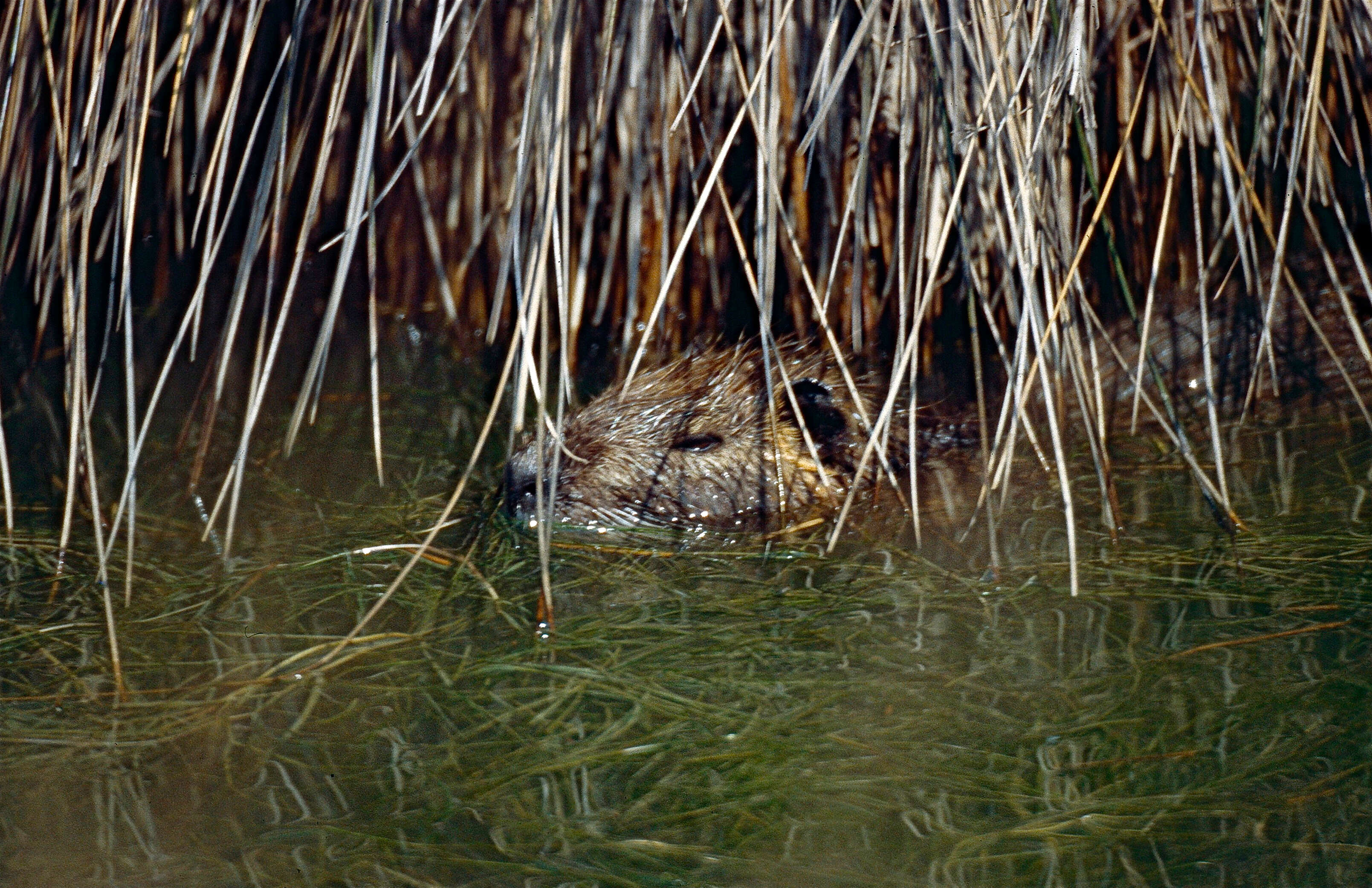 Image of American spiny rats