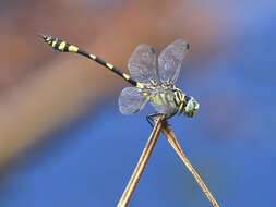 Imagem de Ictinogomphus australis (Selys 1873)