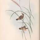 Image of Cisticola exilis exilis (Vigors & Horsfield 1827)