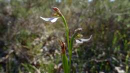 Image of Bunny orchids