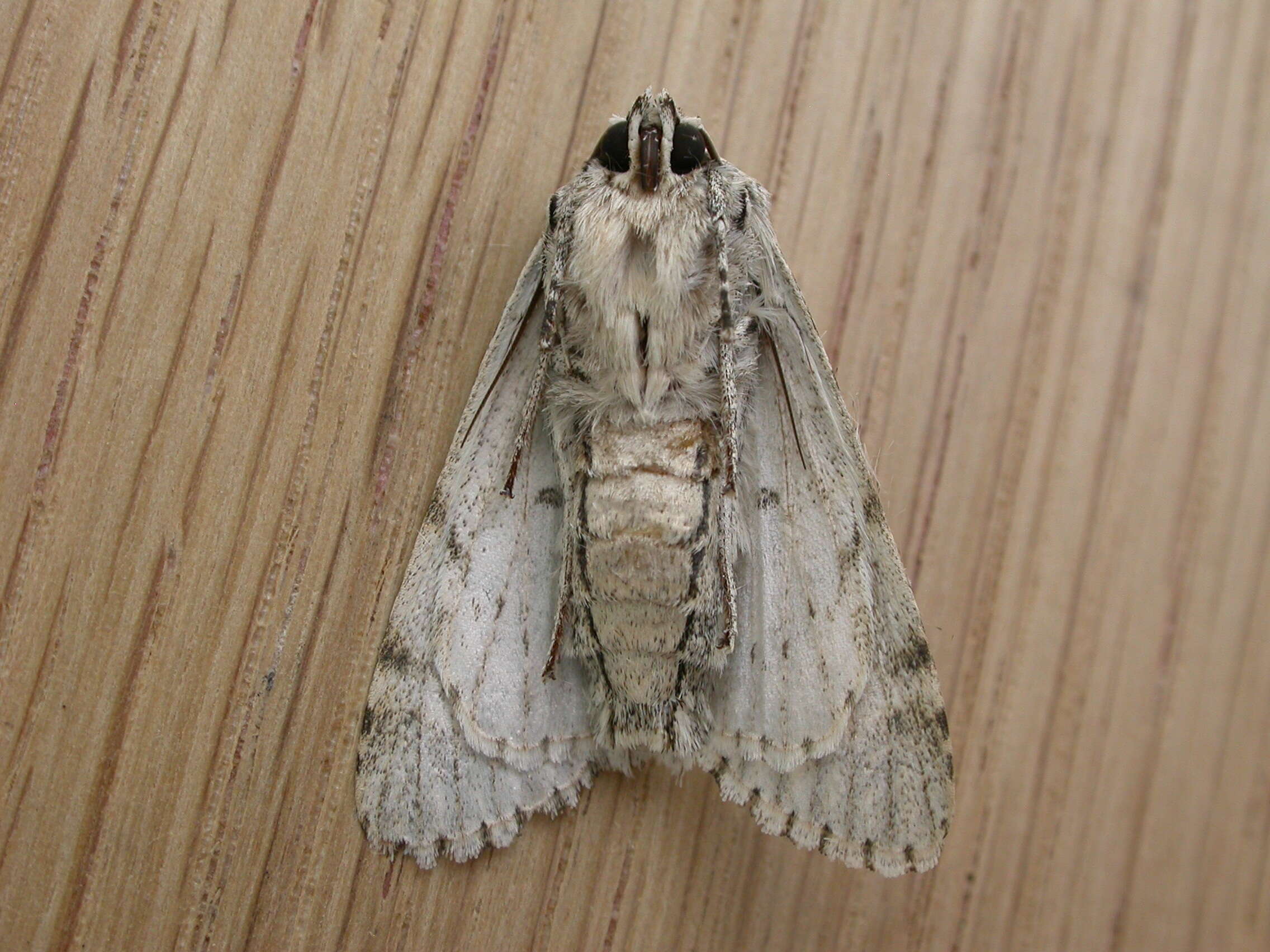 Image of Dagger Moths