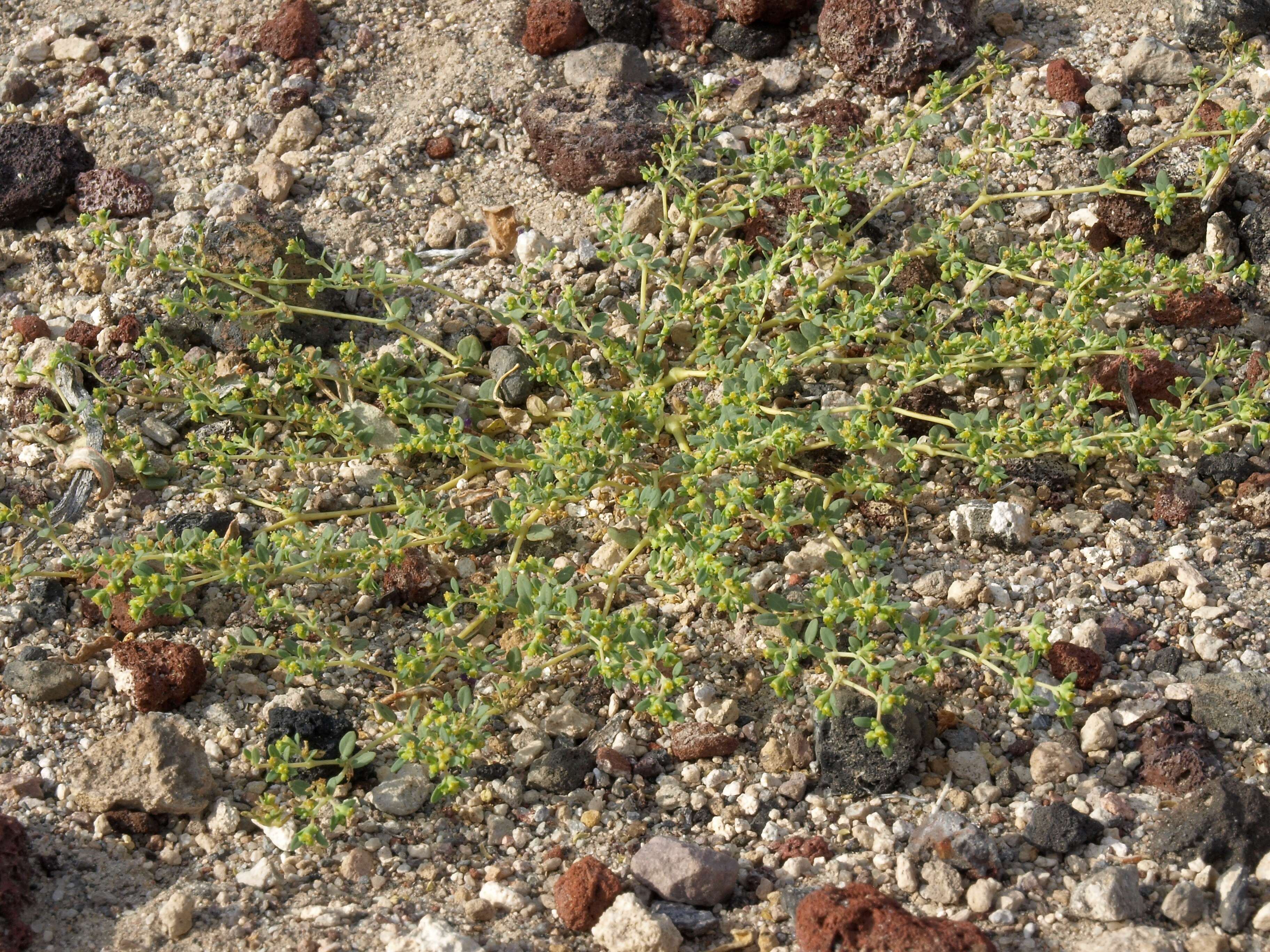 Sivun Euphorbia ocellata Durand & Hilg. kuva