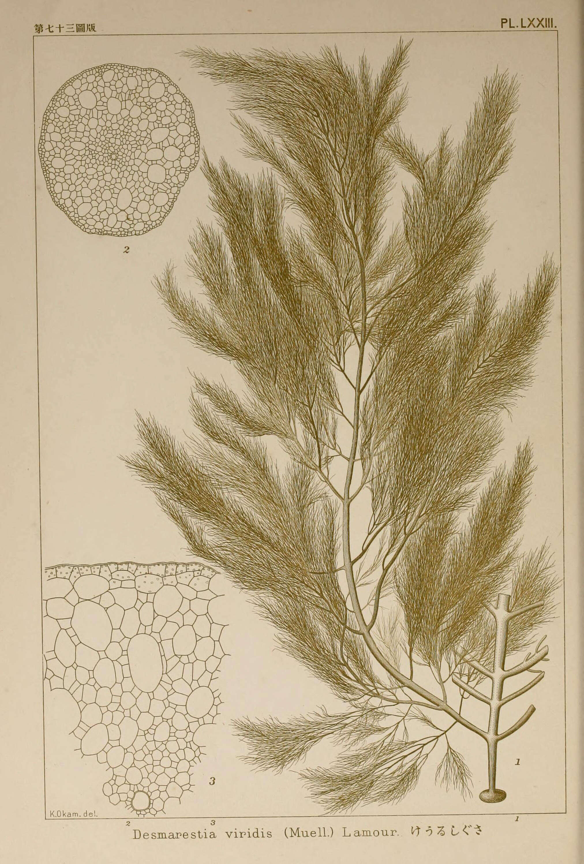 Image of Desmarestia J. V. Lamouroux 1813