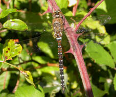 Image of hawker dragonfly