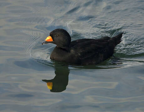 Image of American Scoter