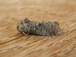 Image of bagworm moths