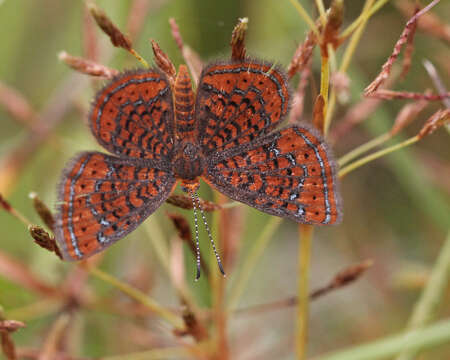 Imagem de Calephelis virginiensis Gray 1832