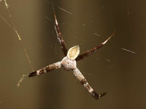 Image of St Andrews cross spider