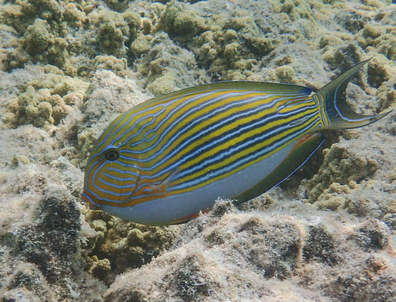 Image of Blue Banded Surgeonfish