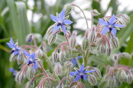 Image of borage