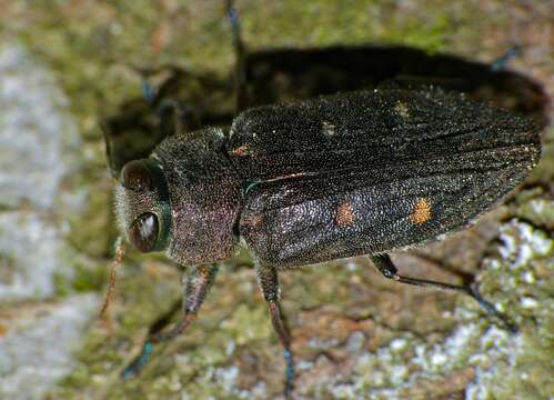 Image of Chrysobothris affinis (Fabricius 1794)