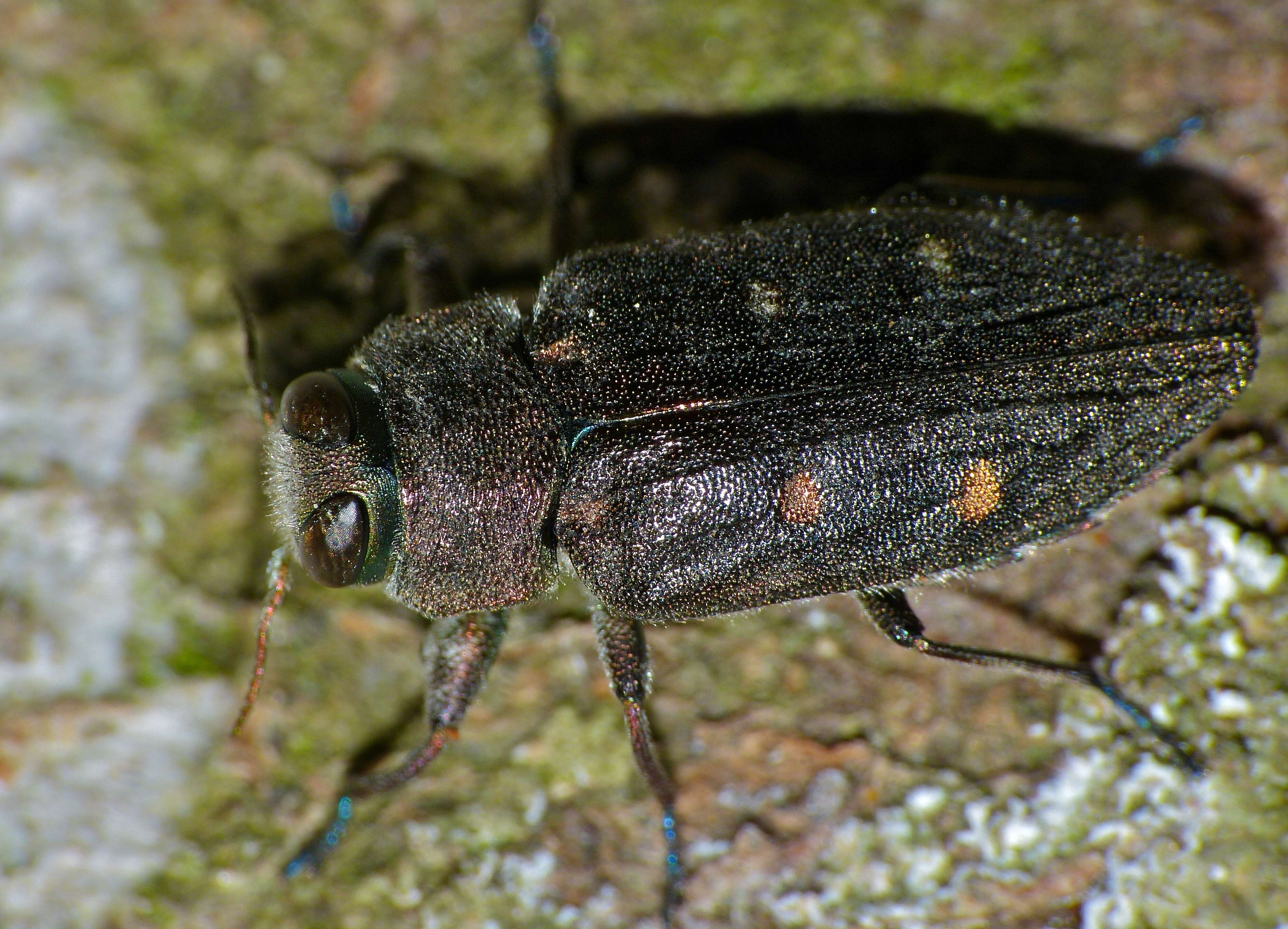 Image of Chrysobothris