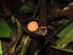 Plancia ëd Cookeina speciosa (Fr.) Dennis 1994