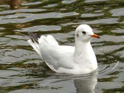 Image of Black-headed Gull