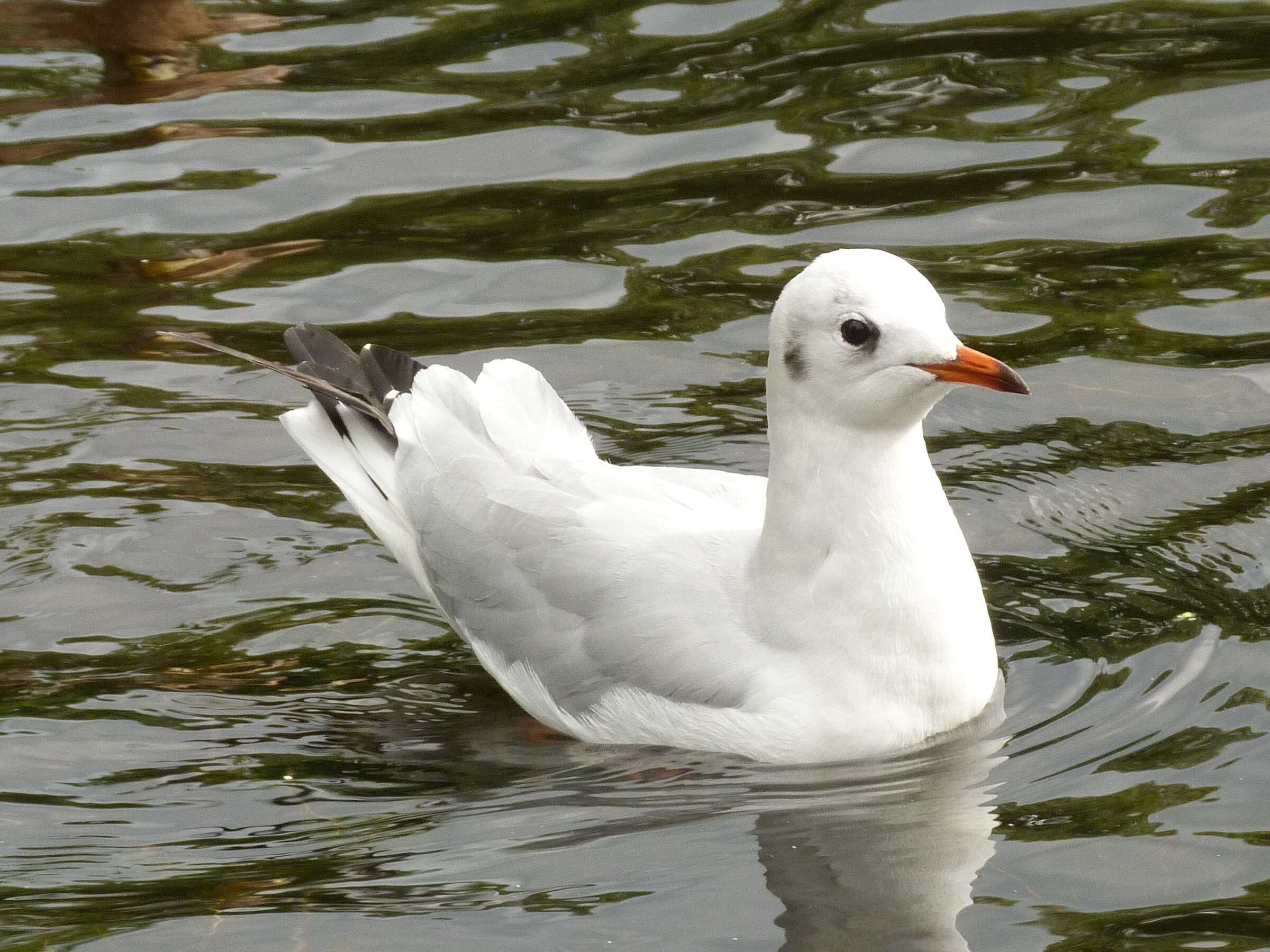 Image of Black-headed Gull