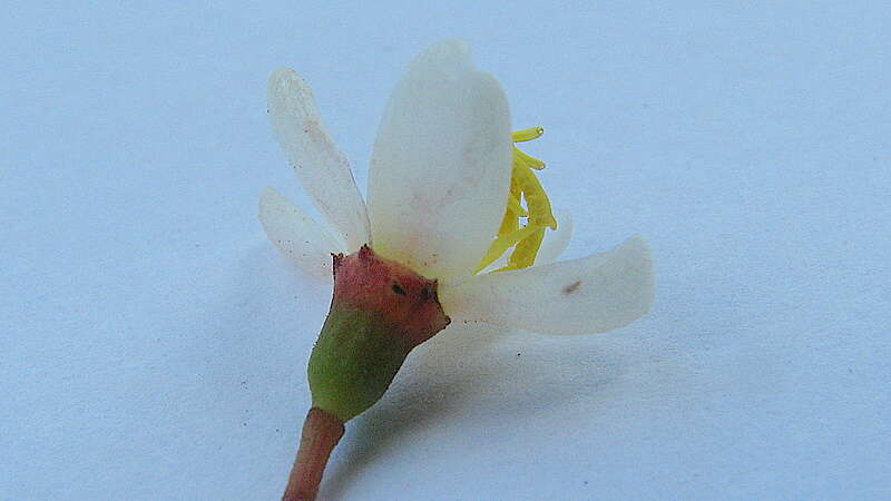 Image of Miconia jucunda (DC.) Triana