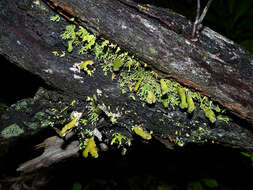 Image of Sphaerophoraceae