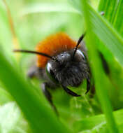 Image of Mining Bees