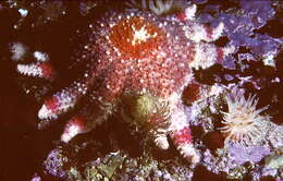 Image of Rose star